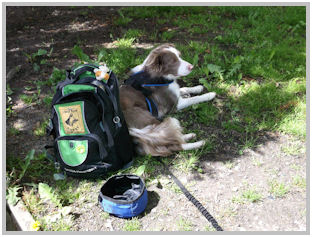 border collie speedy dream